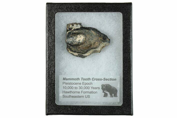 Mammoth Molar Slice With Case - South Carolina #291182